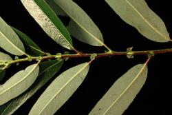 Salix lasiandra subsp. lasiandra. Stipules and leaf petioles. Image: D. Glenny © Landcare Research 2020 CC BY 4.0